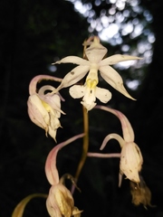 Calanthe arisanensis