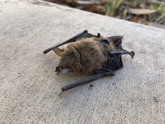 Myotis velifer