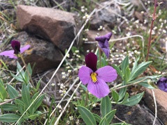 Viola trinervata