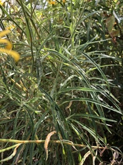 Senecio stoechadiformis