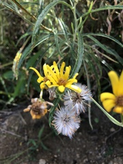 Senecio stoechadiformis