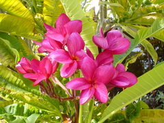 Plumeria rubra