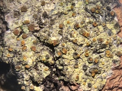 Caloplaca flavorubescens image