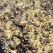 Bark Sulphur-firedot Lichen - Photo (c) Tomás Curtis, some rights reserved (CC BY-NC), uploaded by Tomás Curtis