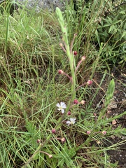 Zaluzianskya elongata
