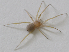 Araneae