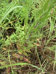 Zaluzianskya elongata