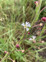 Zaluzianskya elongata