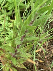 Zaluzianskya elongata