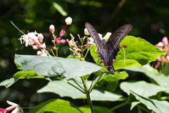 Papilio maackii