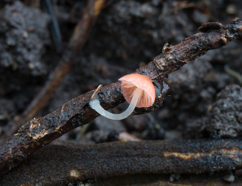 Atheniella sp. 'adonis-MX01'