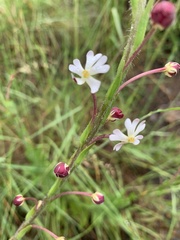 Zaluzianskya elongata