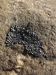 Nerita scabricosta