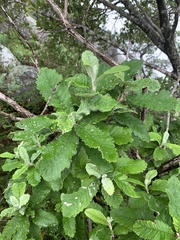 Brachylaena transvaalensis