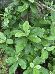 Brachylaena transvaalensis