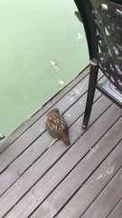 Bambusicola thoracicus