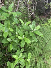 Brachylaena transvaalensis