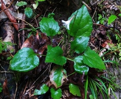 Ainsliaea macroclinidioides