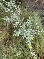 Lasiosiphon splendens