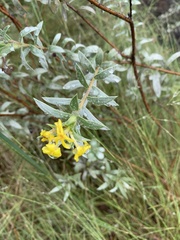 Lasiosiphon splendens