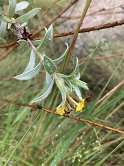 Lasiosiphon splendens
