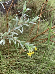 Lasiosiphon splendens