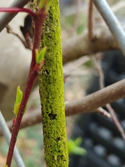 Scenedesmaceae