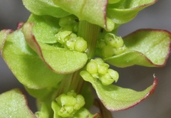 Aphanisma blitoides