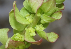 Aphanisma blitoides