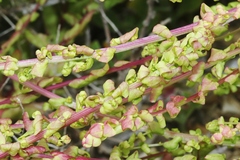 Aphanisma blitoides