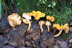 Cantharellus confluens