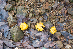 Cantharellus confluens