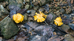 Cantharellus confluens
