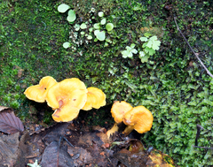 Cantharellus confluens