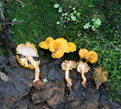 Cantharellus confluens