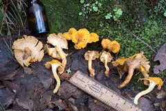 Cantharellus confluens