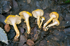 Cantharellus confluens