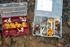 Cantharellus confluens