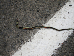 Thamnophis sirtalis concinnus