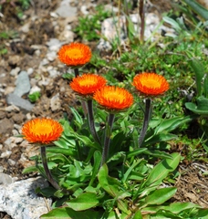 Erigeron aurantiacus