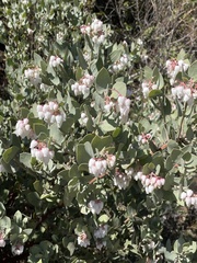 Arctostaphylos obispoensis