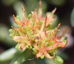 Sedum reptans