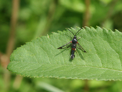 Synanthedon formicaeformis