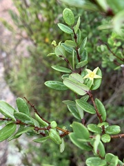 Cryptolepis delagoensis
