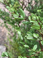 Cryptolepis delagoensis