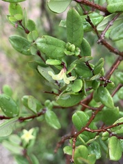 Cryptolepis delagoensis