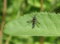 Synanthedon formicaeformis