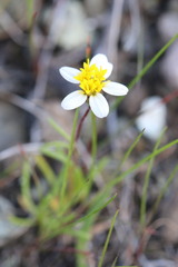 Pentachaeta bellidiflora