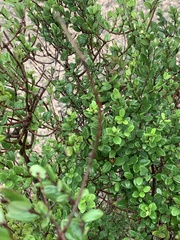 Cryptolepis delagoensis