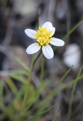 Pentachaeta bellidiflora